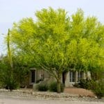 Blue palo verde (Parkinsonia florida)