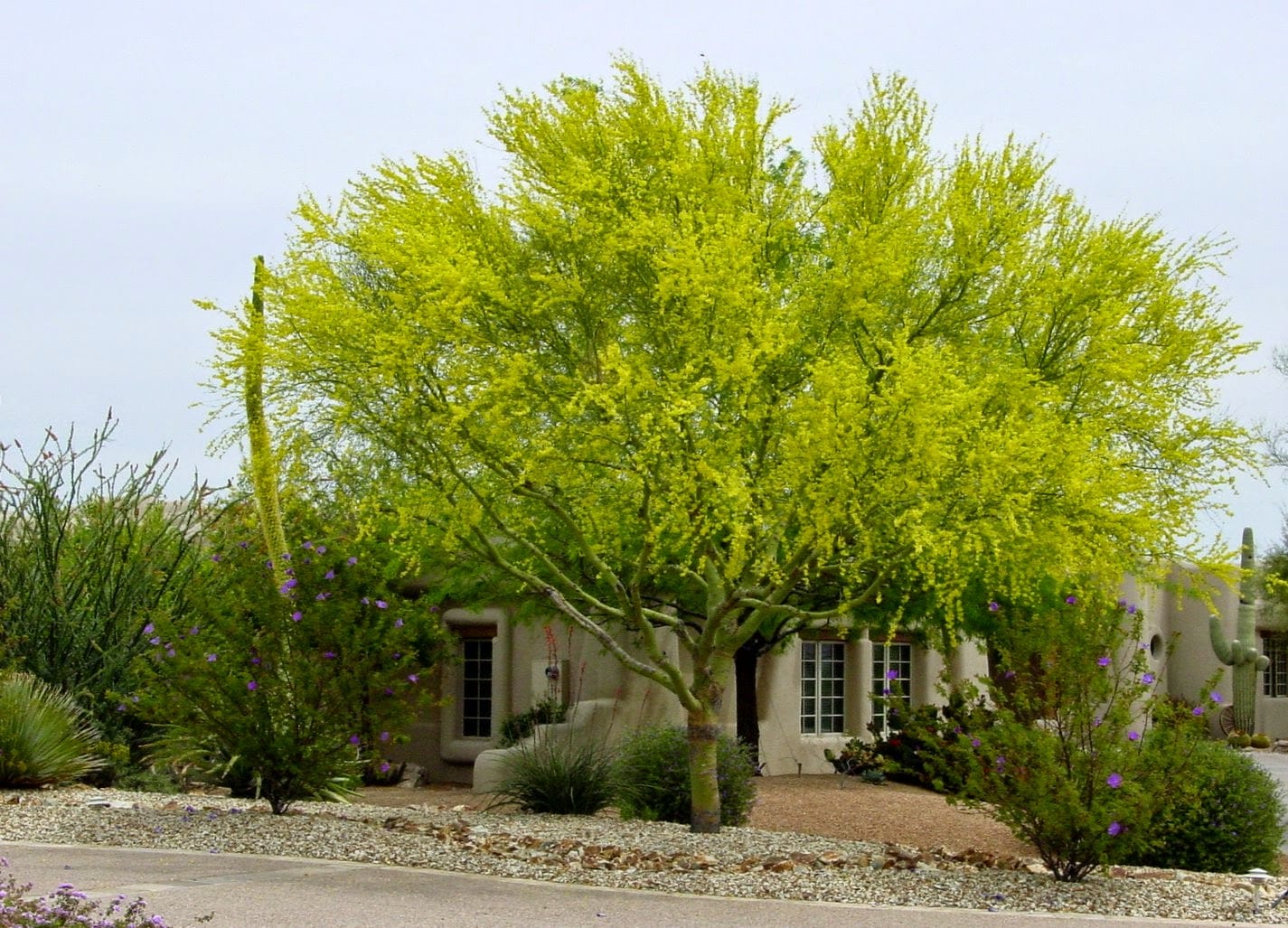 Blue palo verde (Parkinsonia florida)