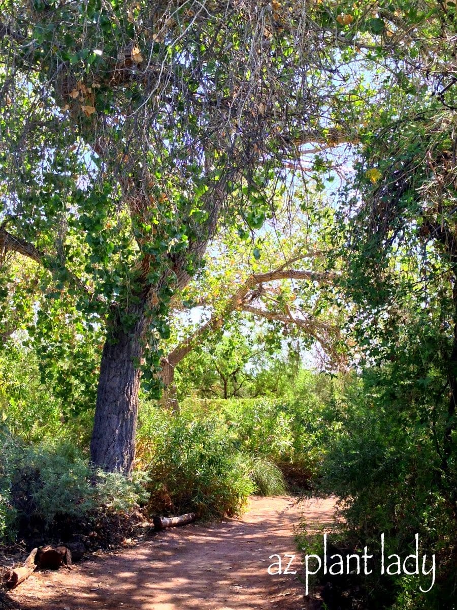 Desert Garden Path