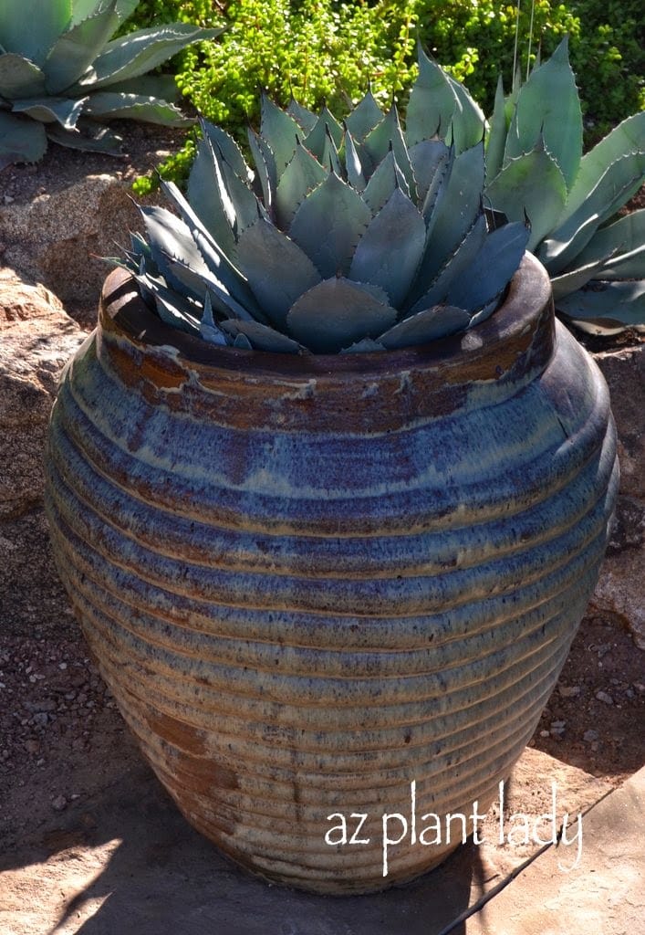 Succulents in pot, Agave parryi 'truncata'