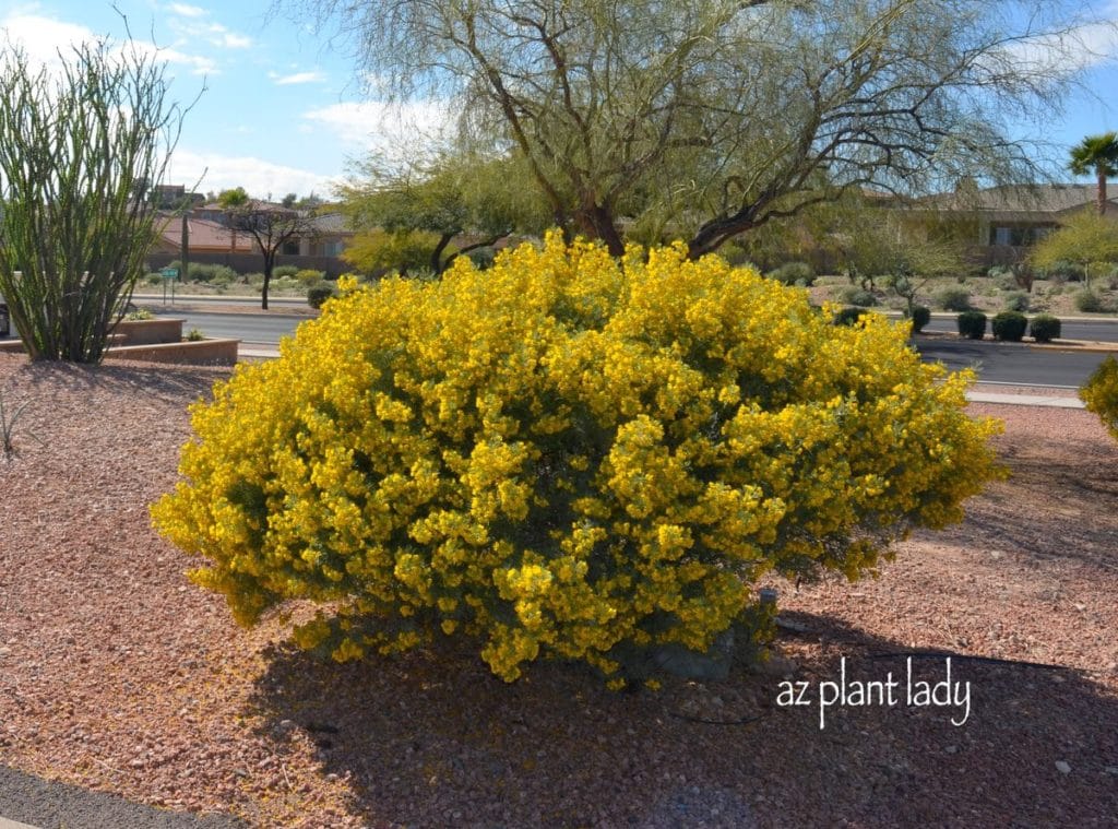 Feathery cassia in bloom