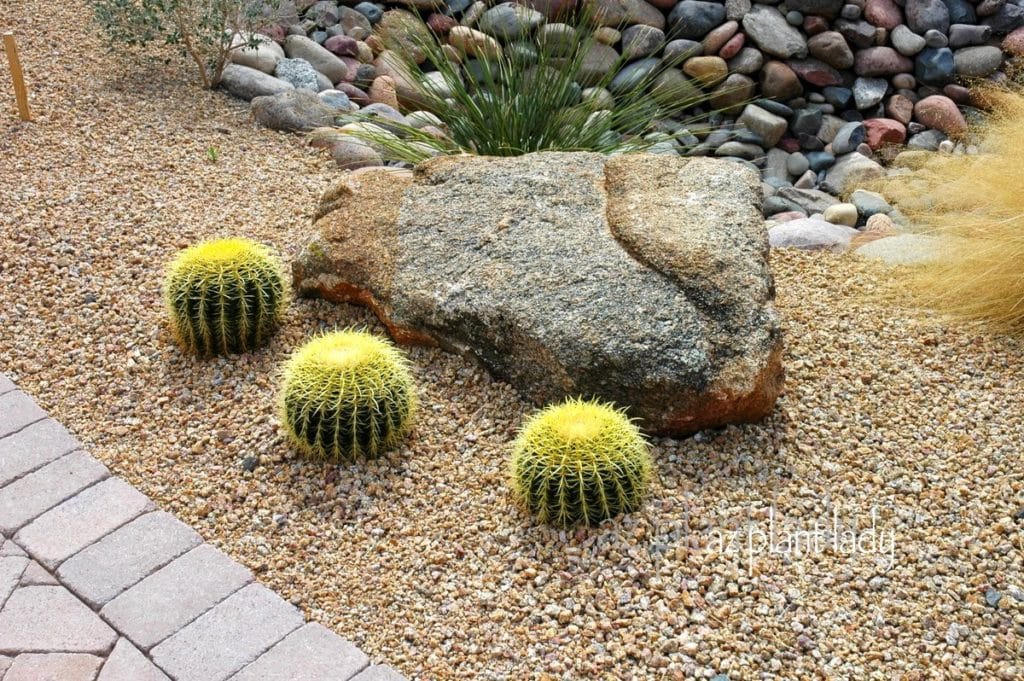 Golden Barrel Cacti