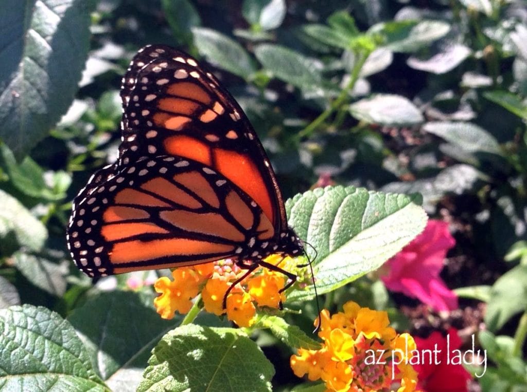 Monarch butterfly on lantana