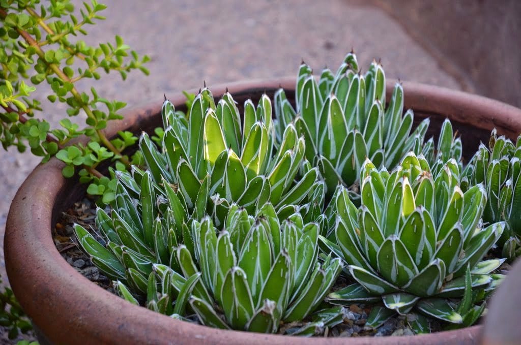 Succulents in pot, Victoria Agave 'Compacta'