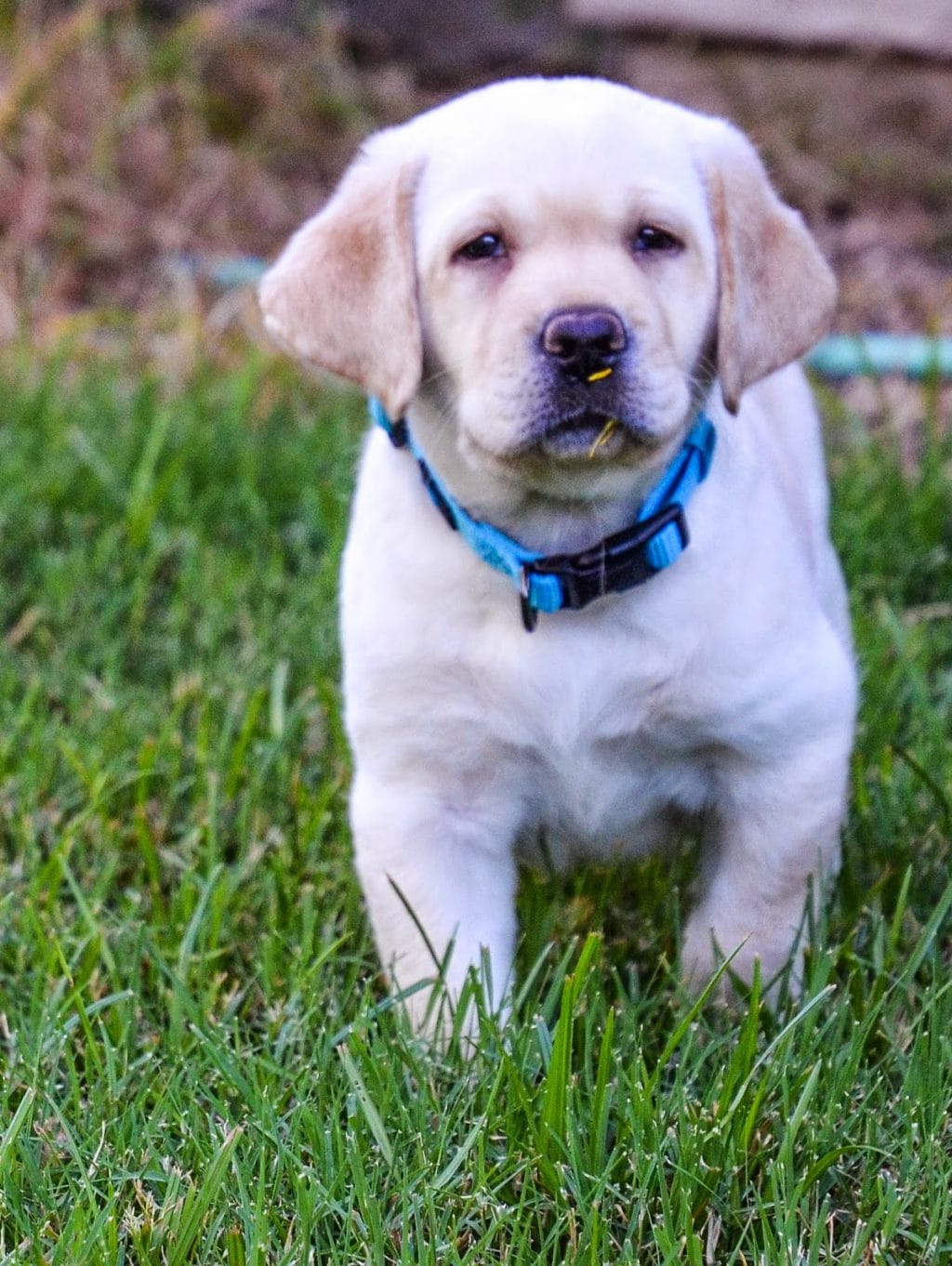 English Labrador 