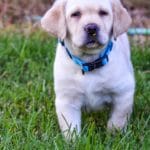 YellowEnglishLabradorRetrieverpuppy