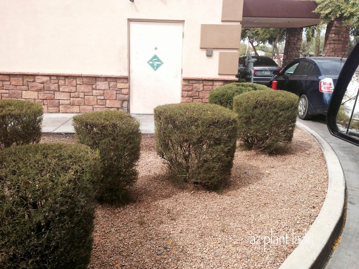 Drive Thru Landscapes The Good and The Mostly Bad