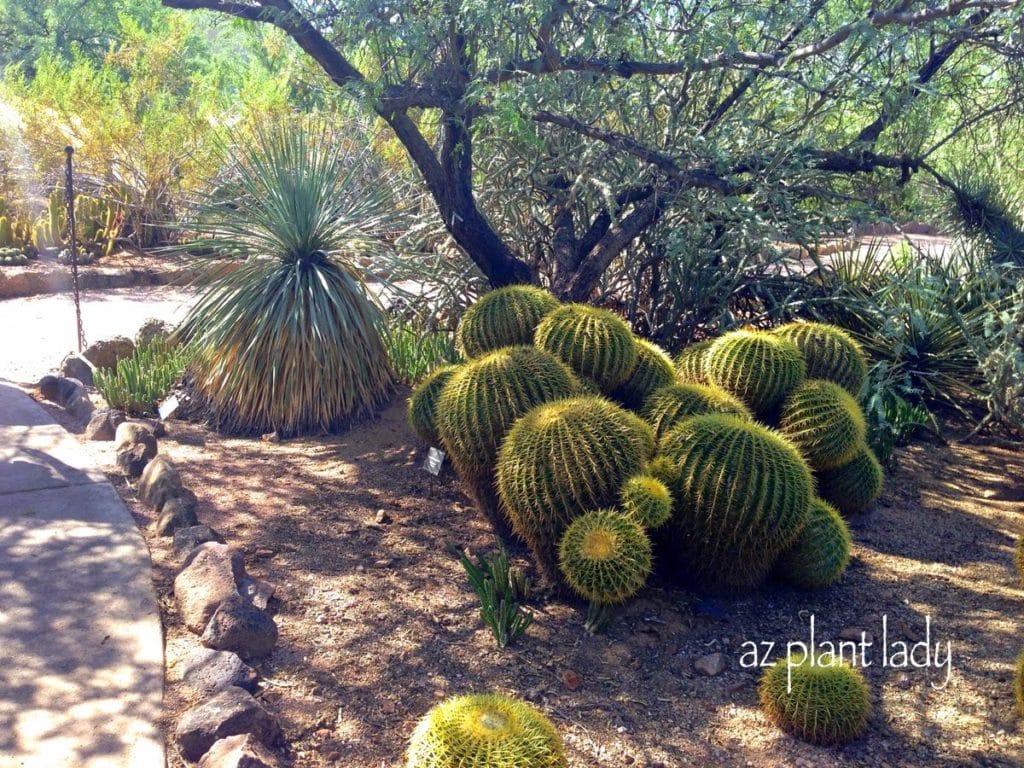 Golden Barrel Cacti