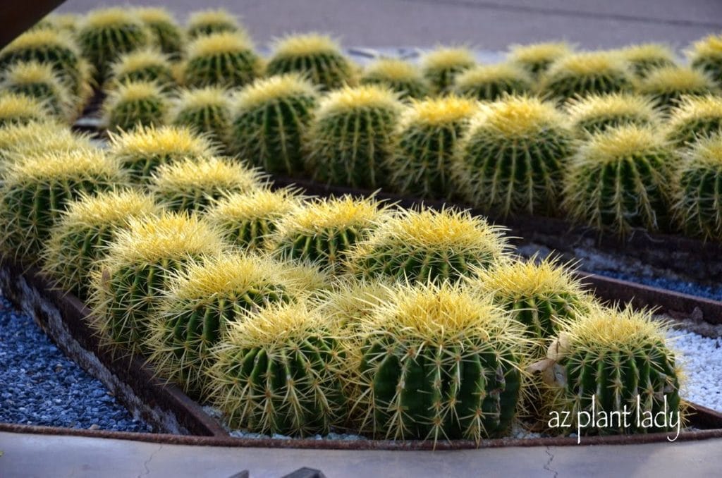 Golden Barrel Cacti