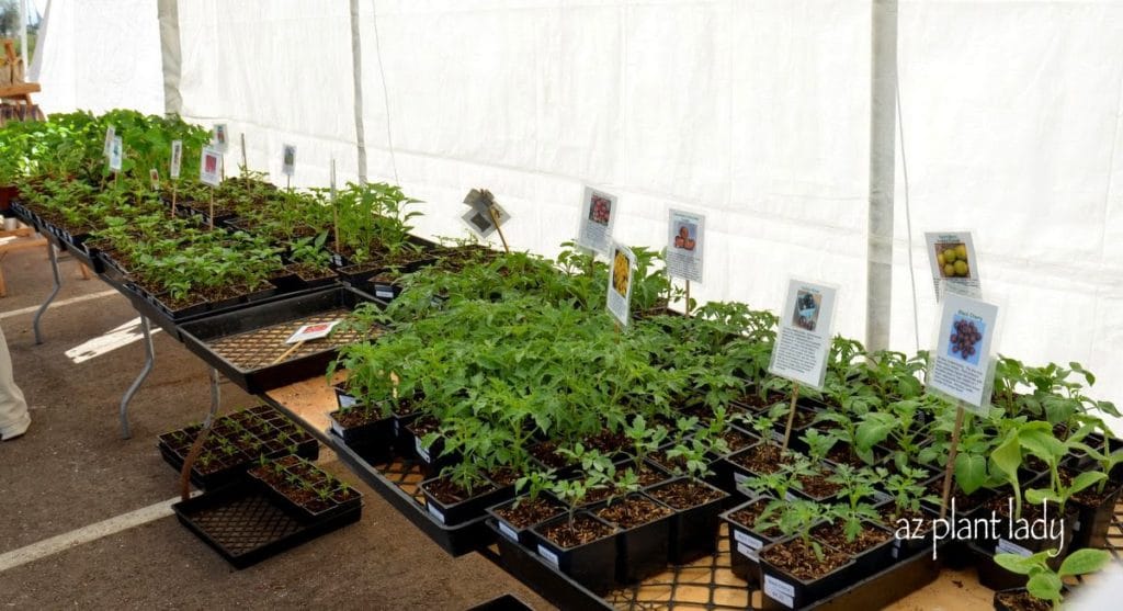  vegetable transplants for sale