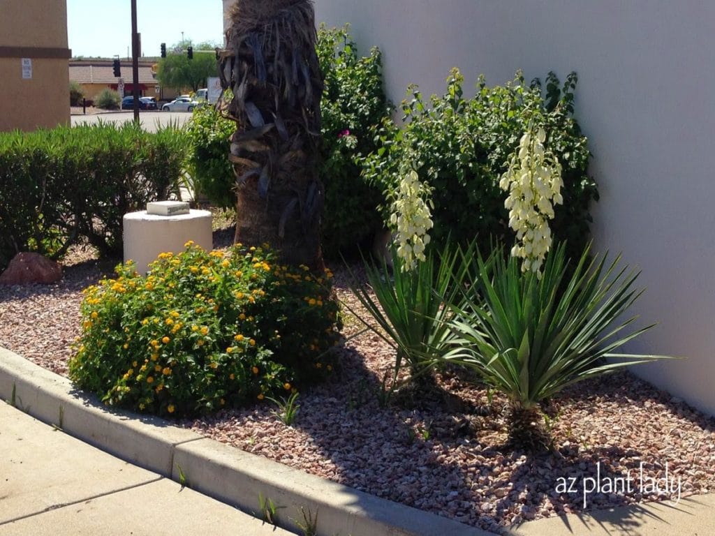 drive-thru landscapes