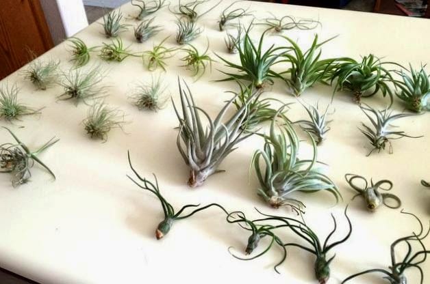 air plants