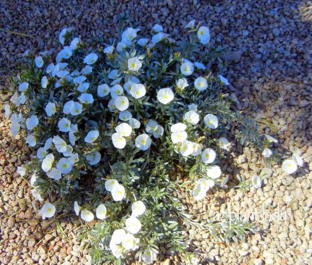 Bush Morning Glory (Convolvulus cneorum) White Flowering Plant