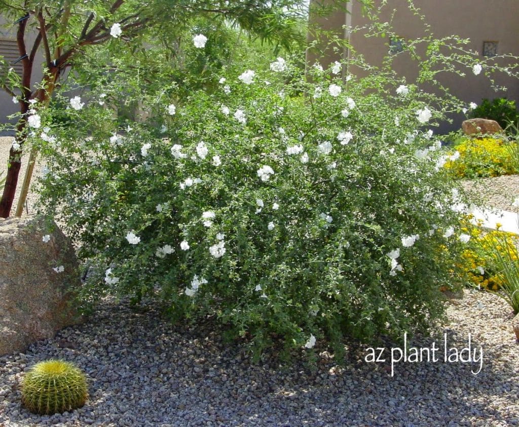 White Flowers For The Southwest