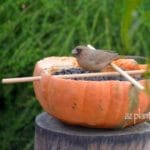 pumpkin bird feeder