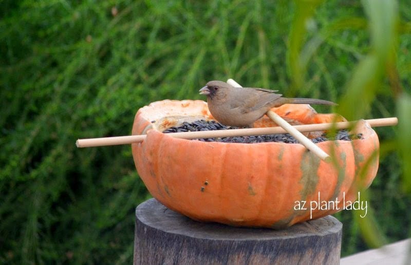 pumpkin bird feeder