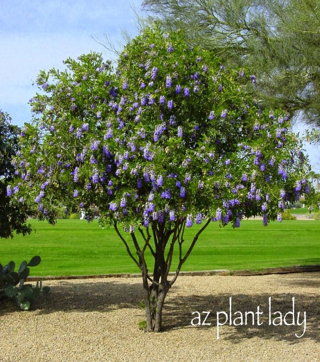 Sophora secundiflora