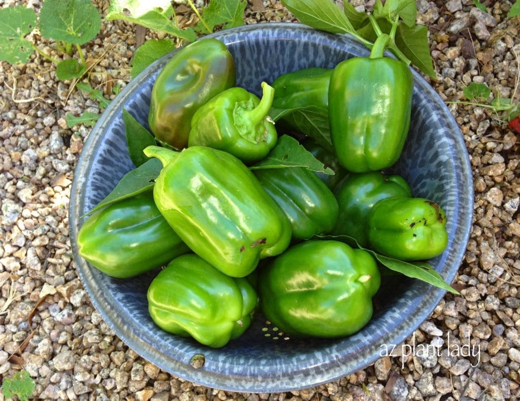 bell pepper plant