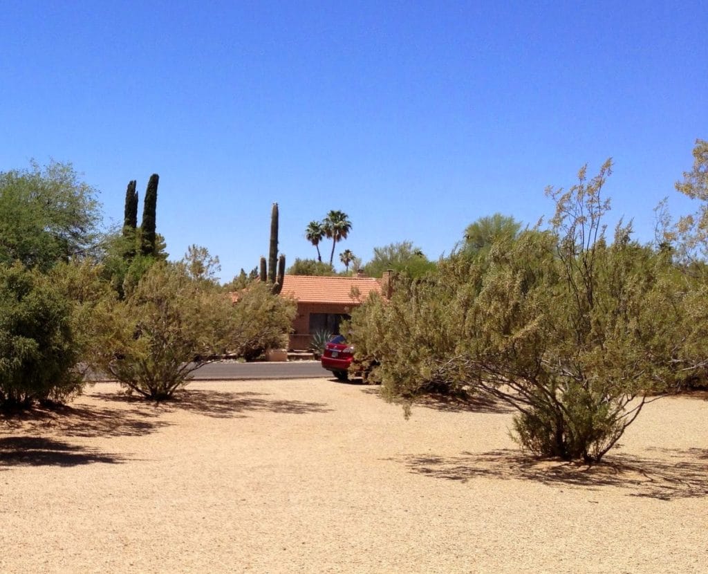 creosote bush