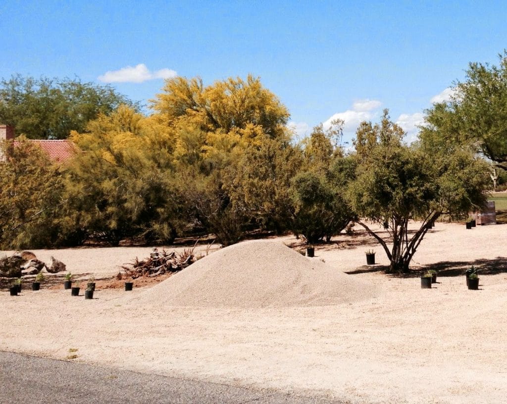 creosote bush