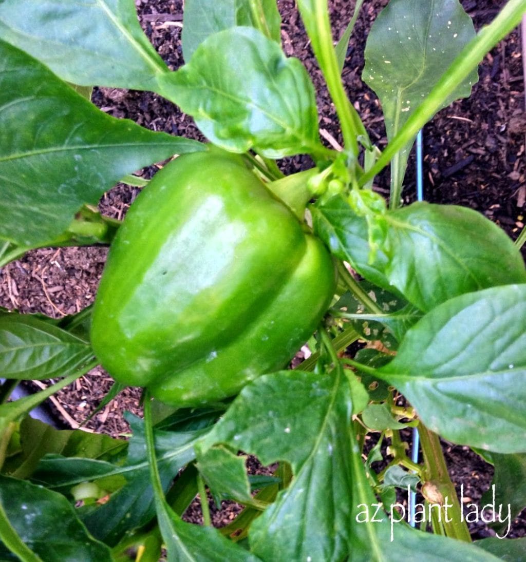 bell pepper plant , Newly Planted Vegetable