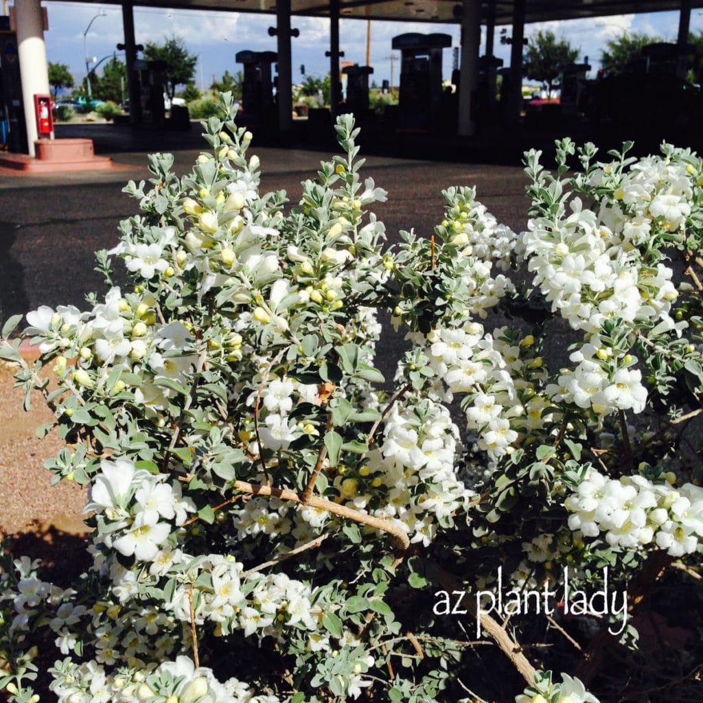 White Cloud' Texas Sage (Leucophyllum frutescens 'White Cloud') White Flowering Plant