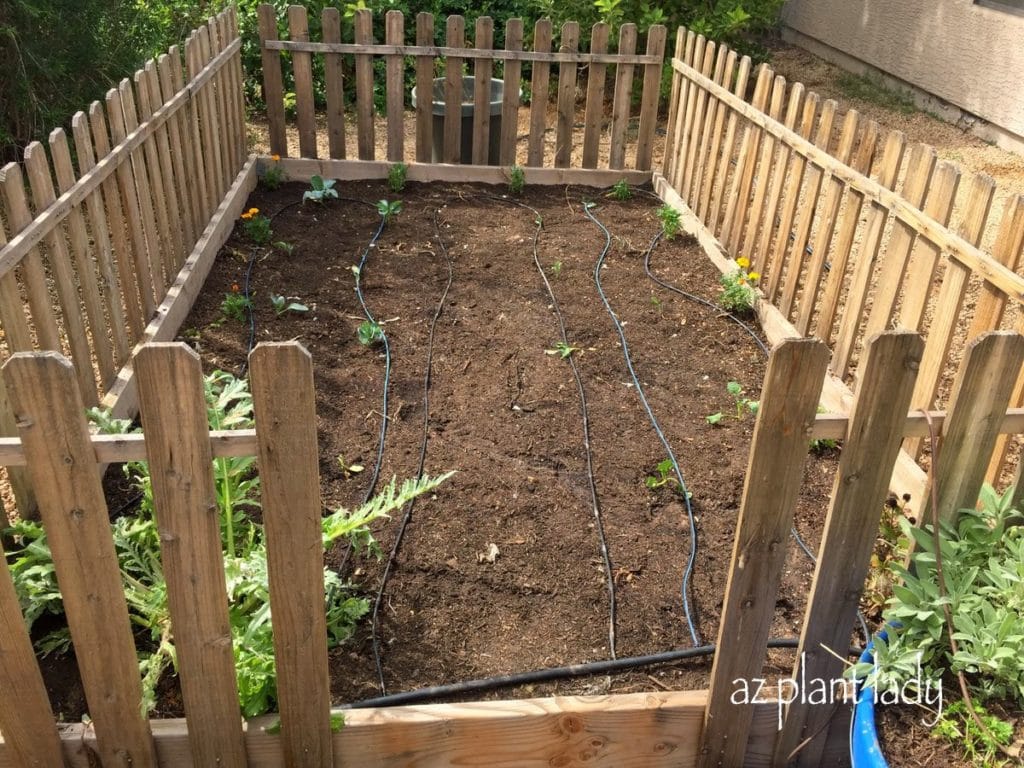 My Newly Planted Vegetable Gardens Ramblings from a Desert Garden
