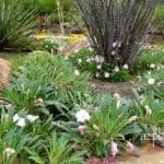 Oenotheradeltiodes and berlandieri white flowers plants