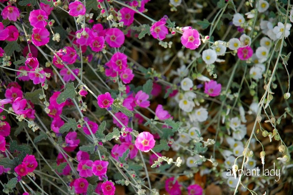 White Flowers for the Southwest