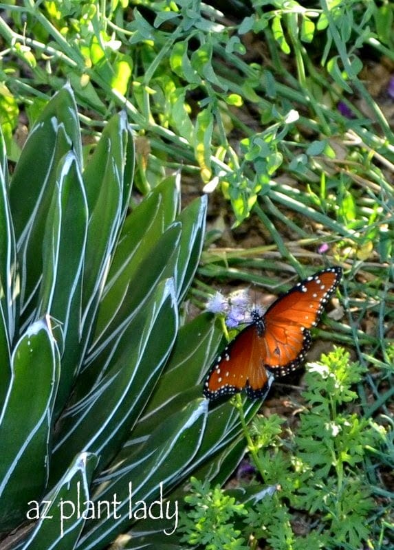 Queen butterfly and a Victoria agave