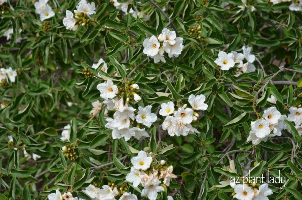 Texas Olive (Cordia boissieri) White Flowering Plant