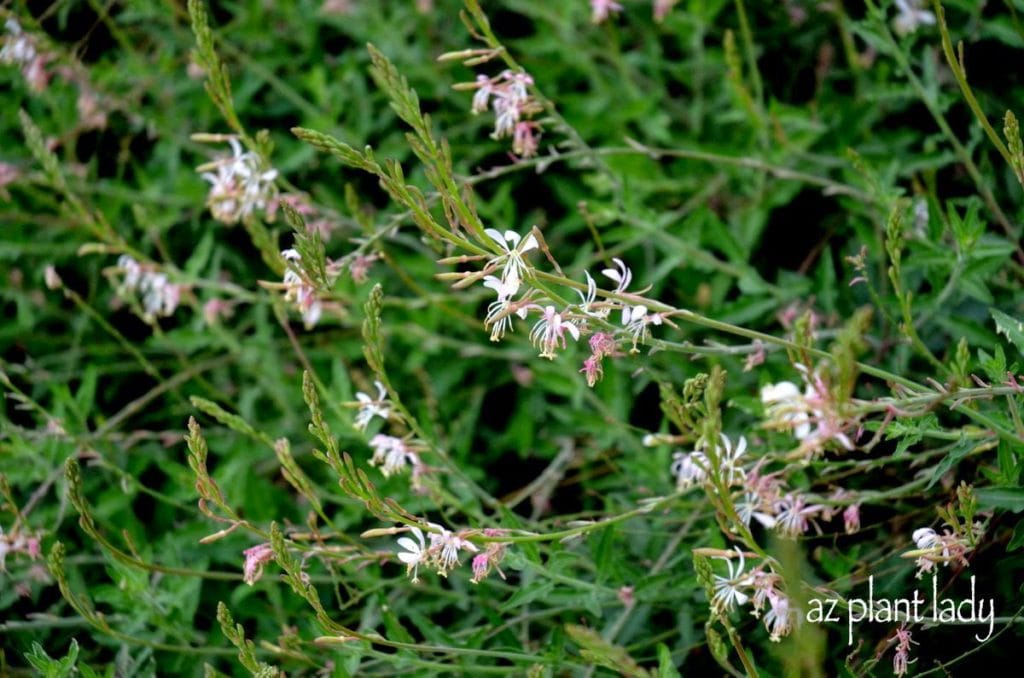 White Gaura (Gaura lindheimeri) White Flowering Plant