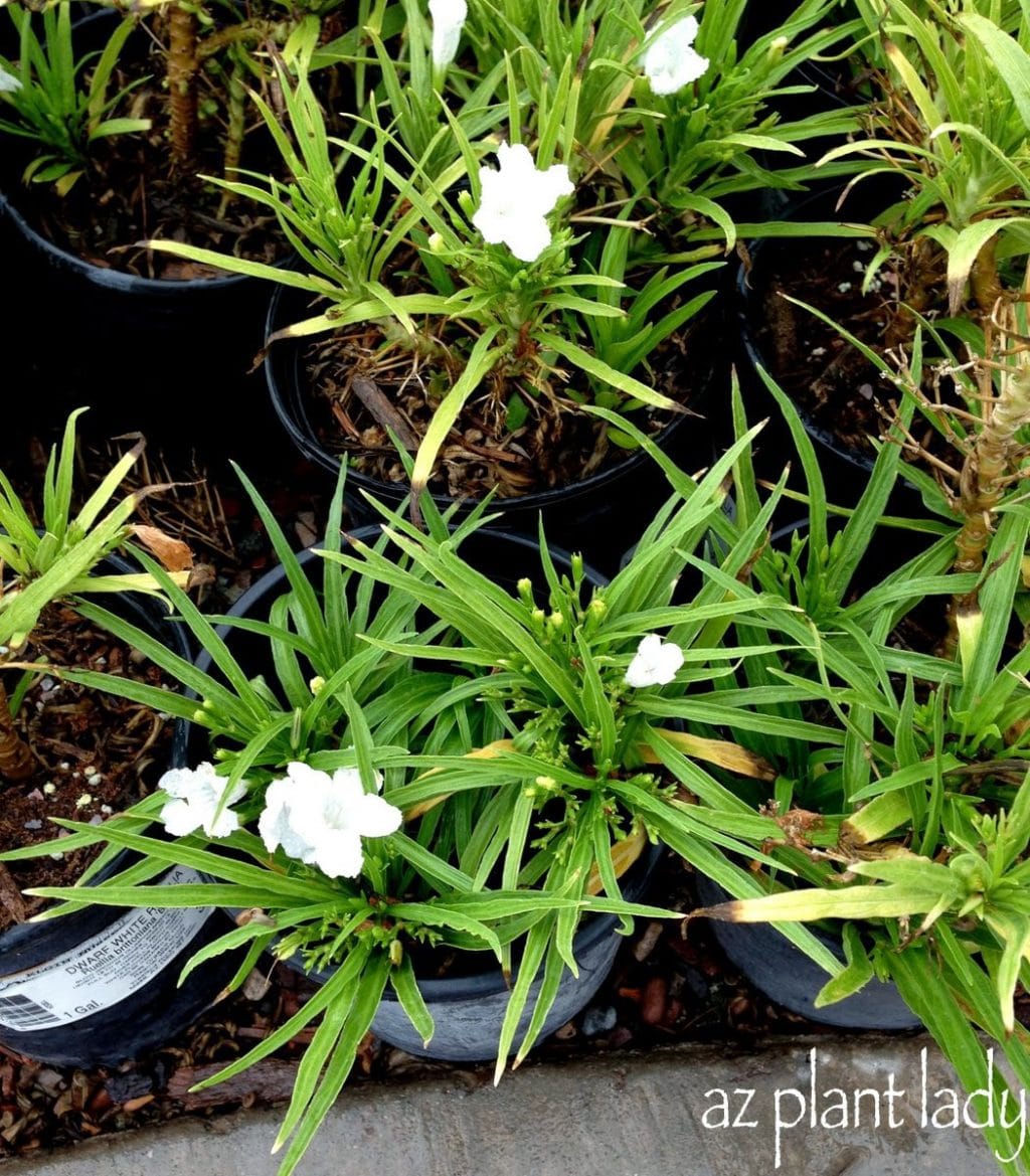 White Flowers For The Southwest