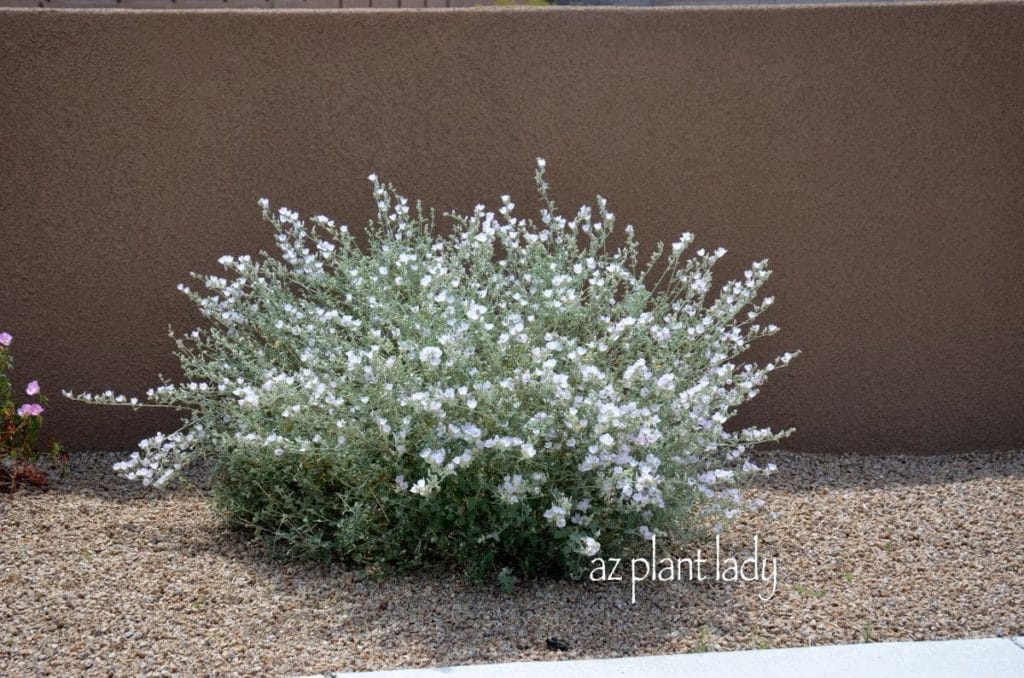 White Globe Mallow (Sphaeralcea ambigua 'White')