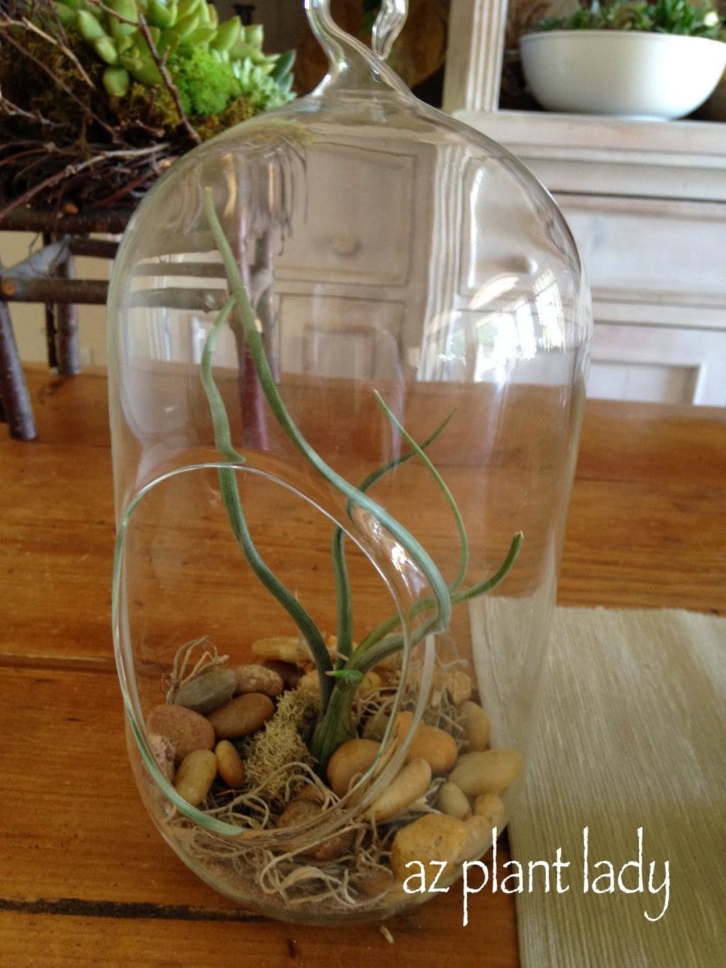 Terrariums with air plants 