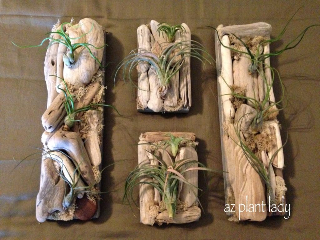 Air plants mounted on driftwood sitting on top of wooden plants ready for hanging