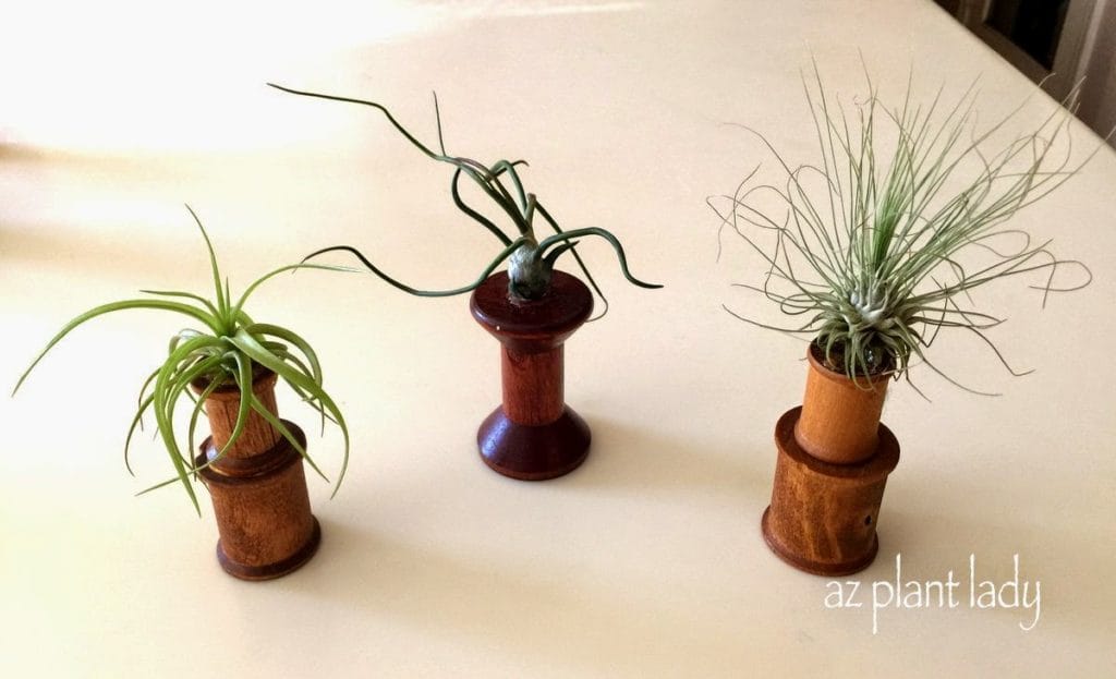 Mini air plants on antique wooden spools