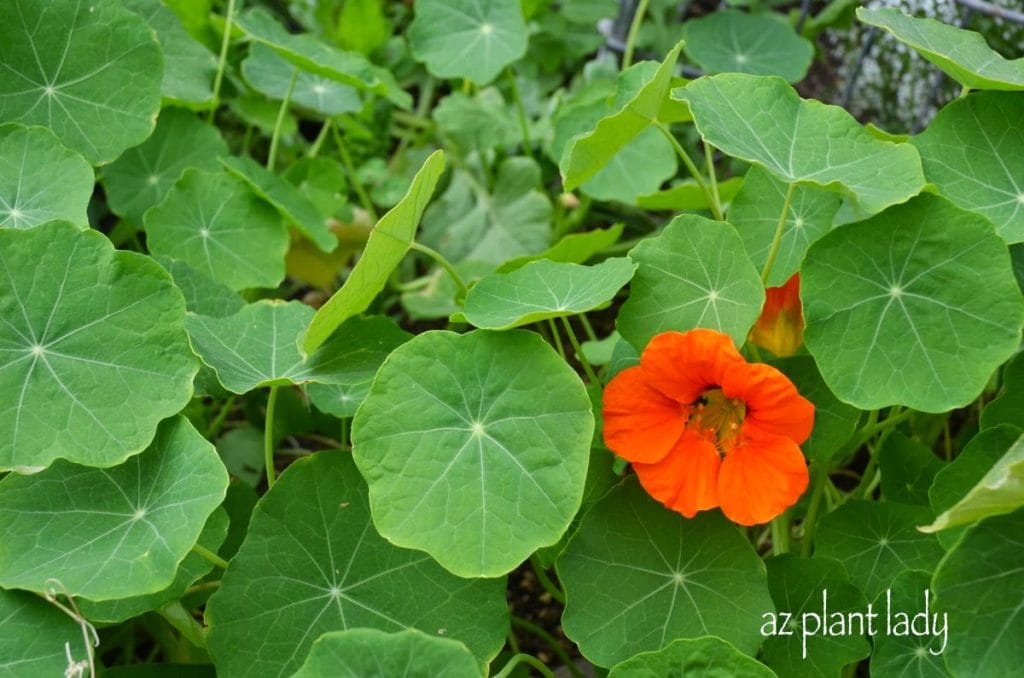 Nasturtiums ,