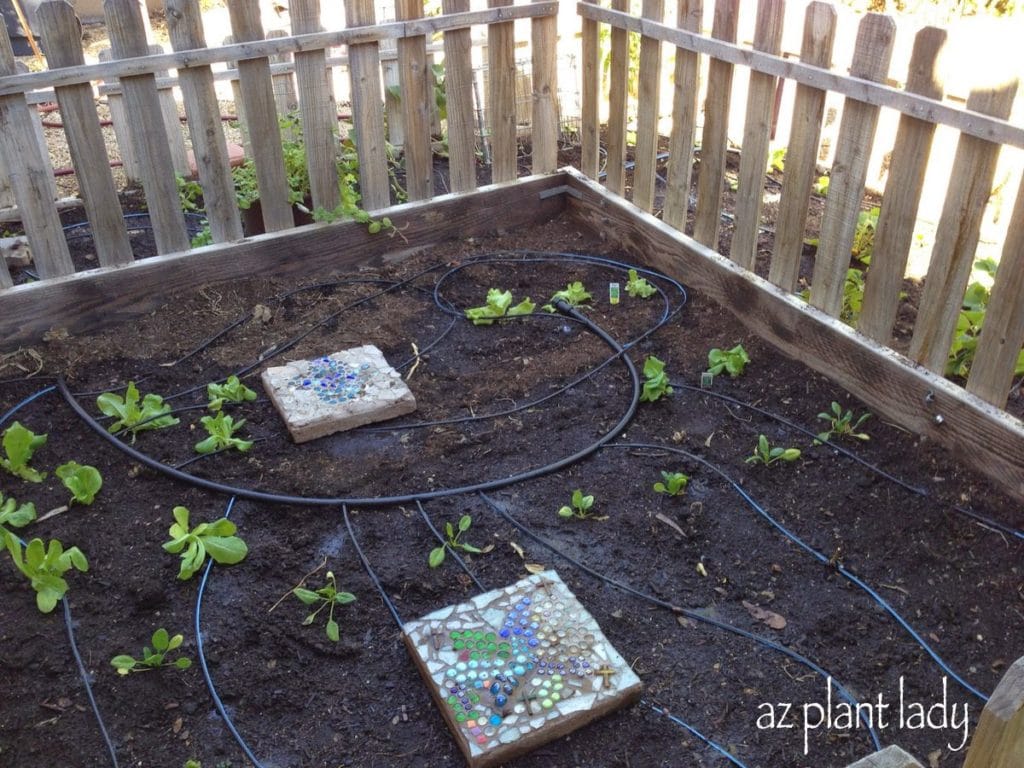 Newly Planted Vegetables