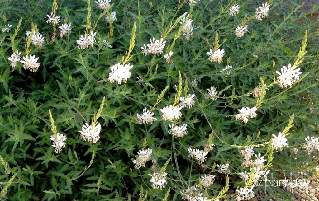 Siskyou Pink White Flowering Plant