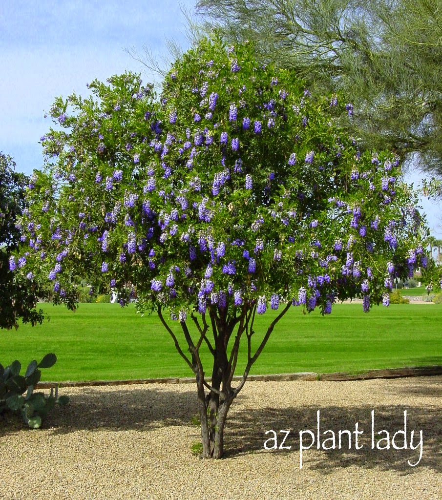 Texas Mountain Laurel 