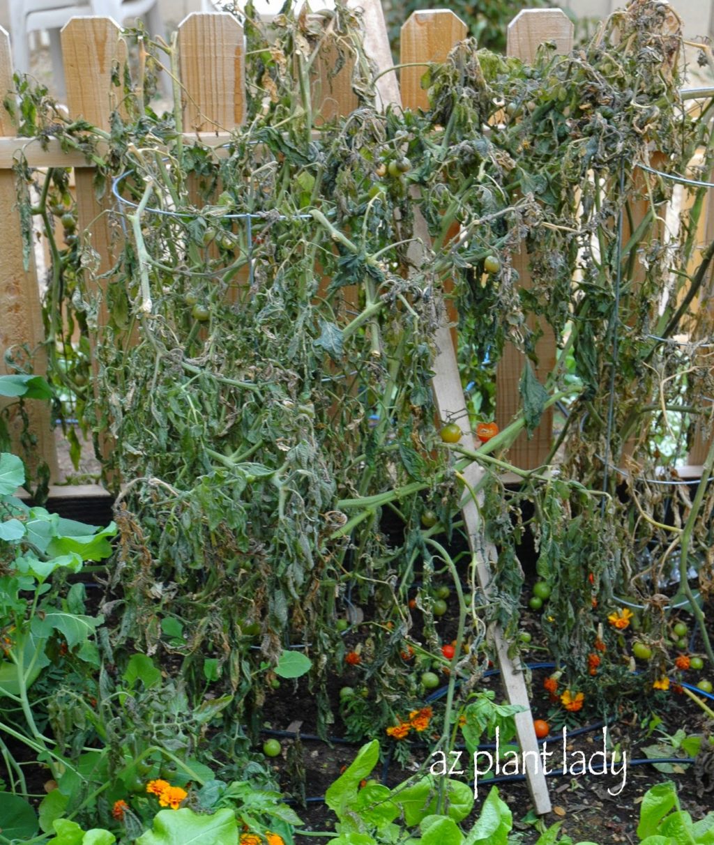 overwinter my tomato and pepper plants