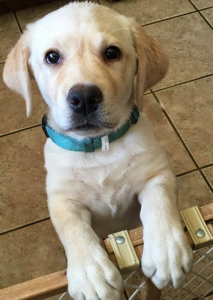 labrador puppy