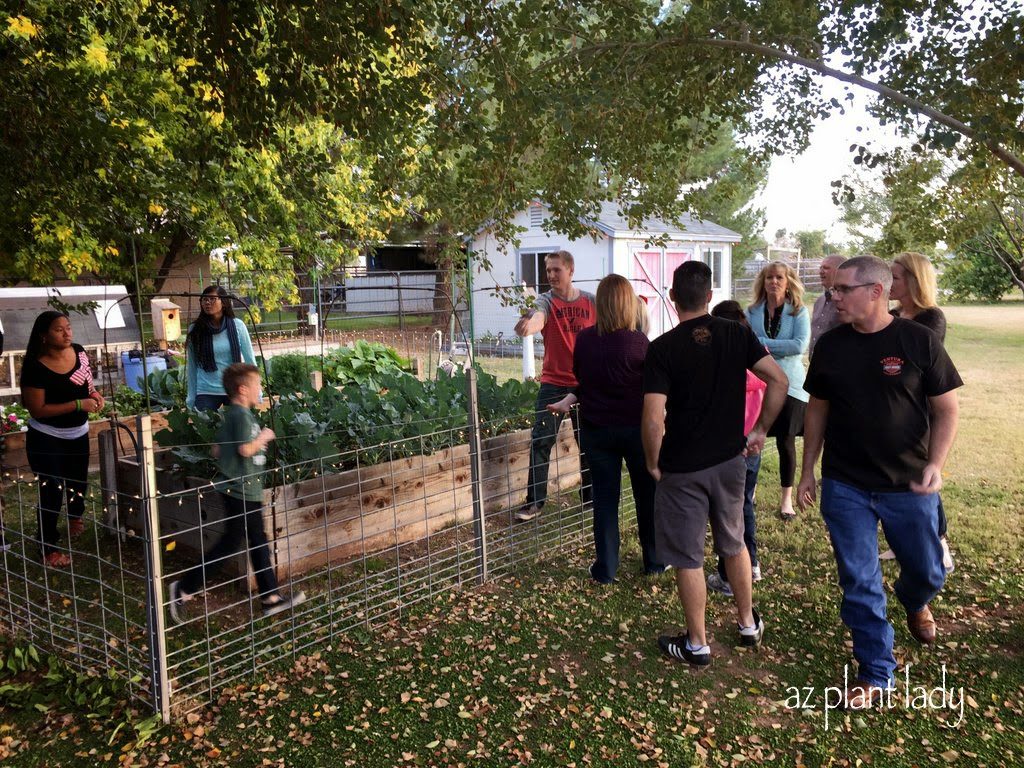 vegetable garden