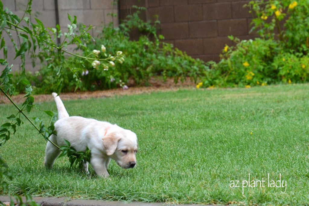 labrador puppy