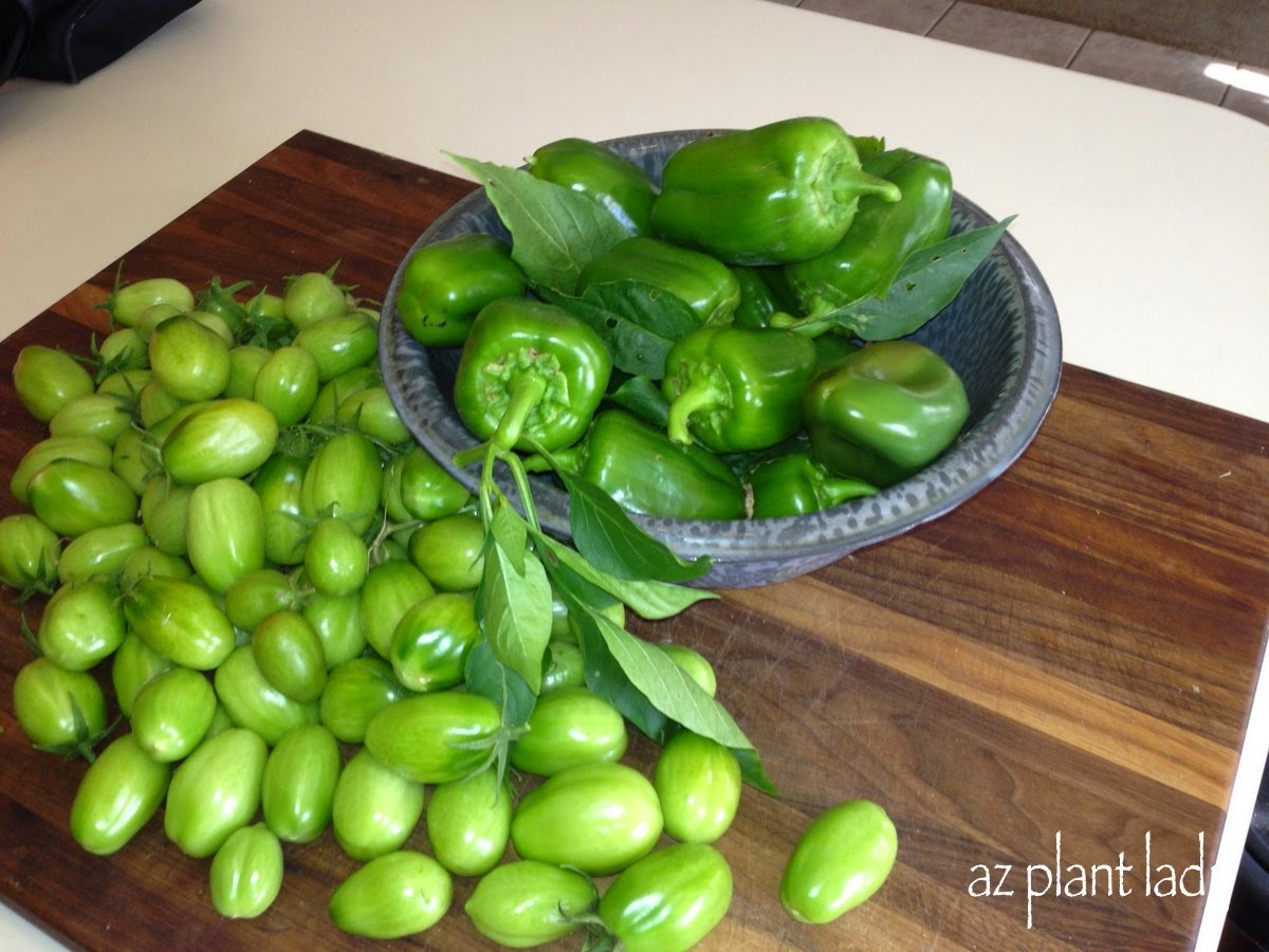 How To Grow Tomatoes in the Desert Ramblings from a Desert Garden