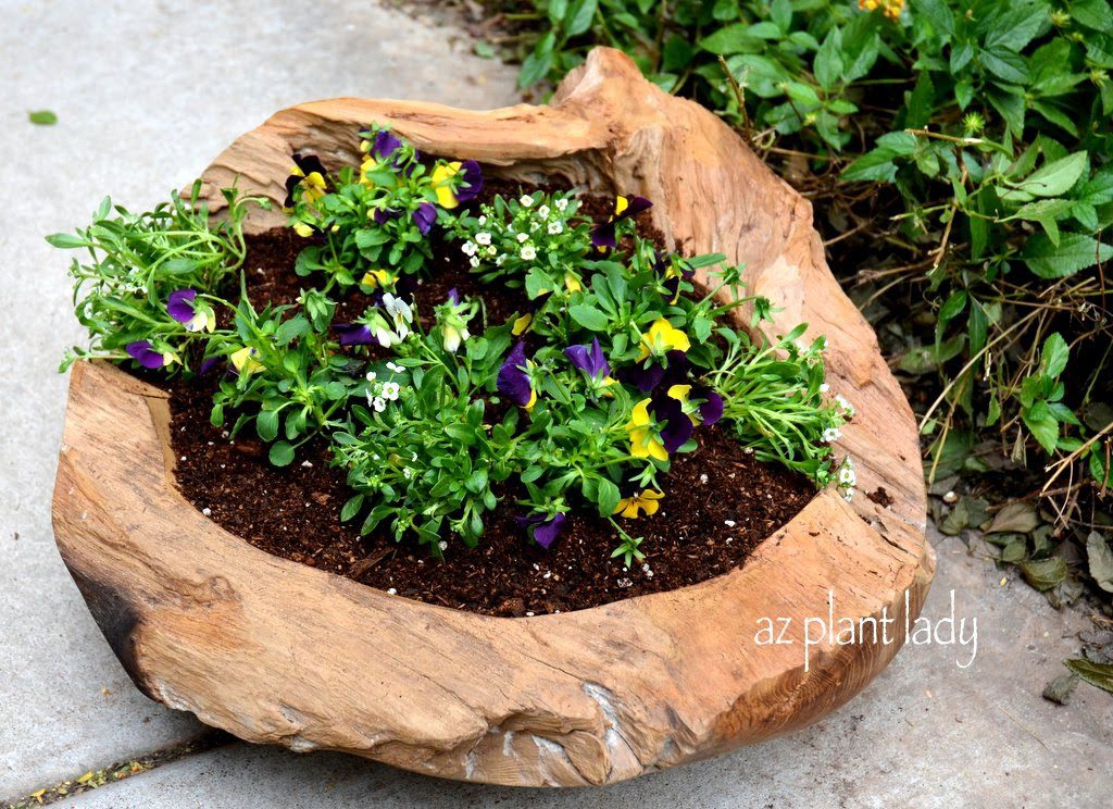 Teak Bowls Make Unique and Beautiful Planters