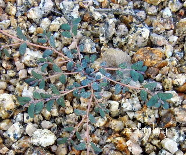 spurge weed