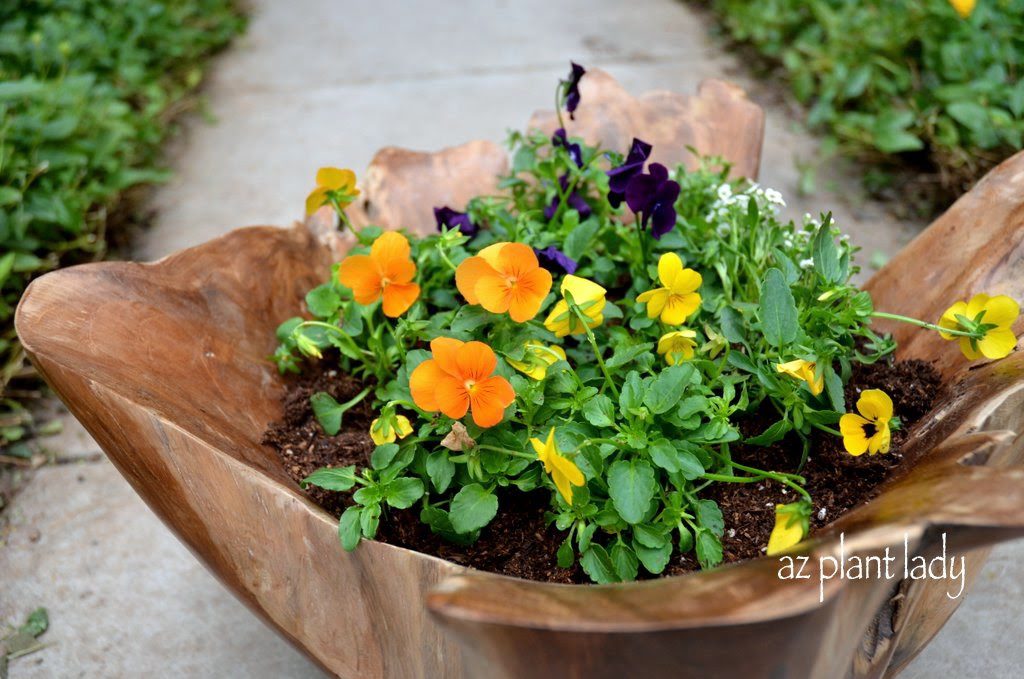 Teak Bowls Make Unique and Beautiful Planters