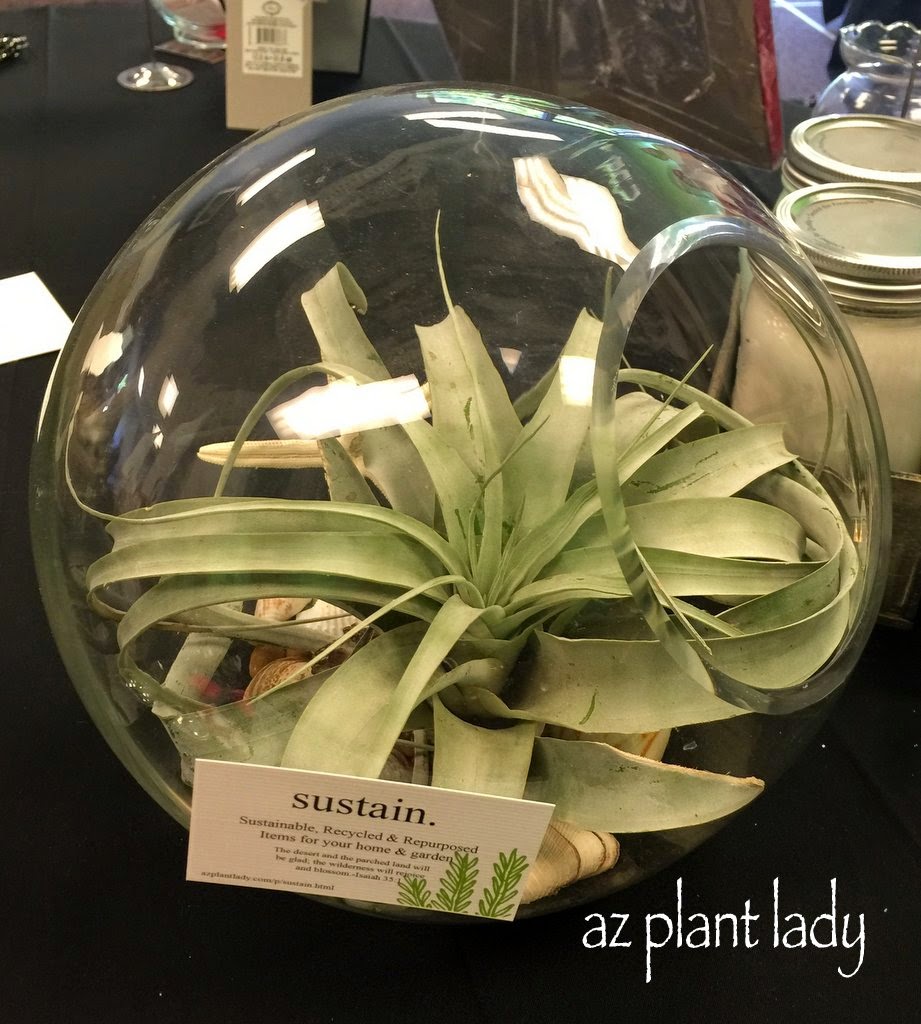 Xerigraphica air plant in a terrarium